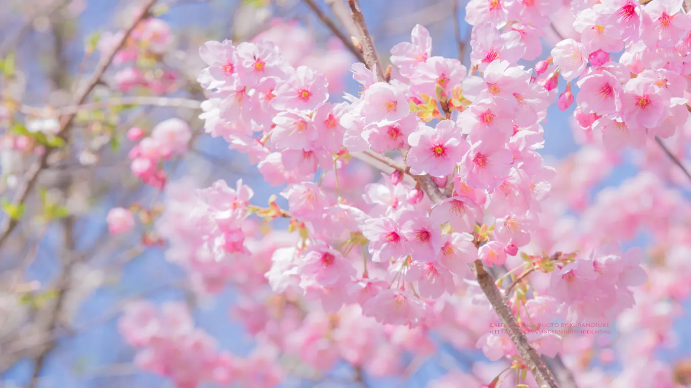 この春も、ひとりひとりの生徒が
自分だけの花を、咲かせました。