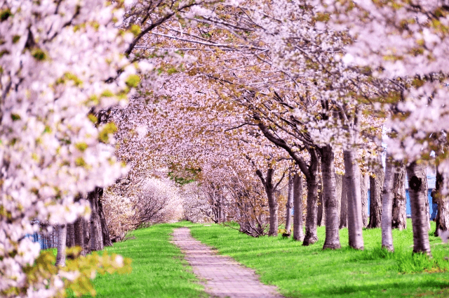 この春も、ひとりひとりの生徒が
自分だけの花を、咲かせました。