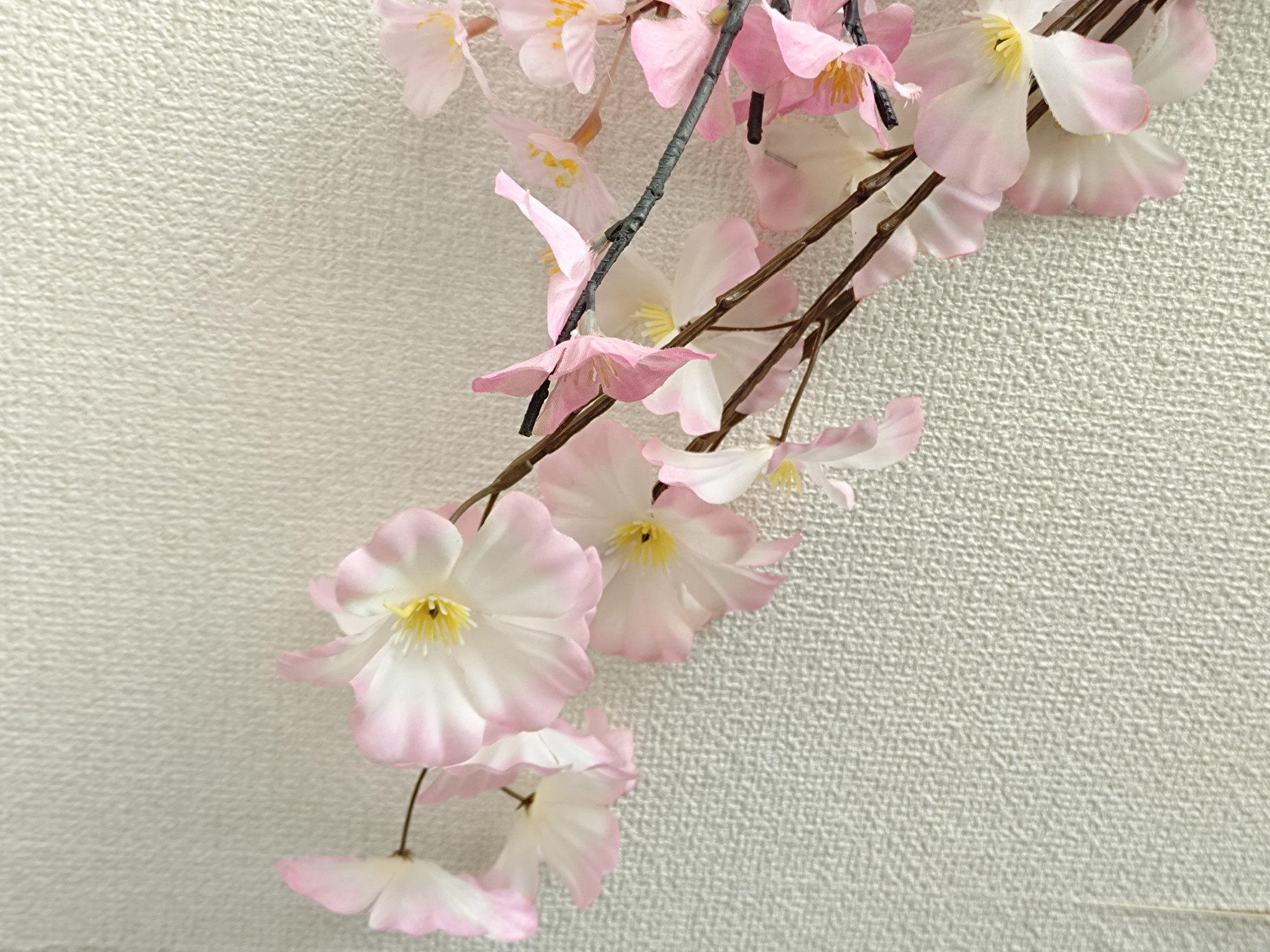 桜花開花。
