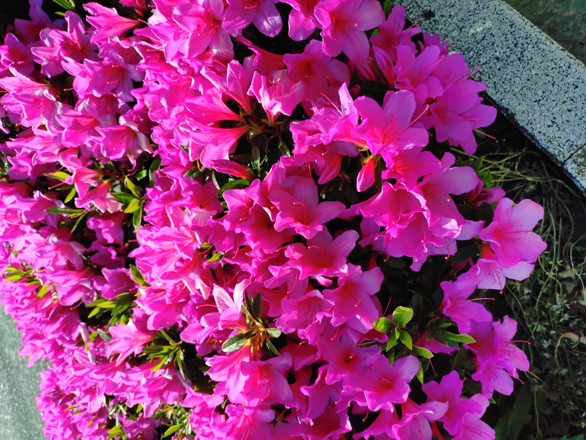 桜から、つつじへ。